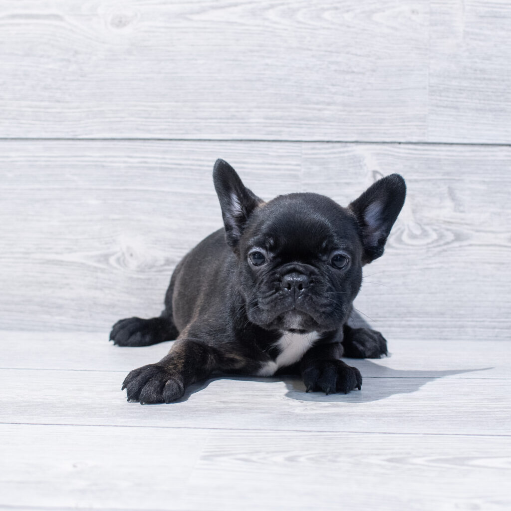 Frenchton-Dog-Female---Petland Cleveland