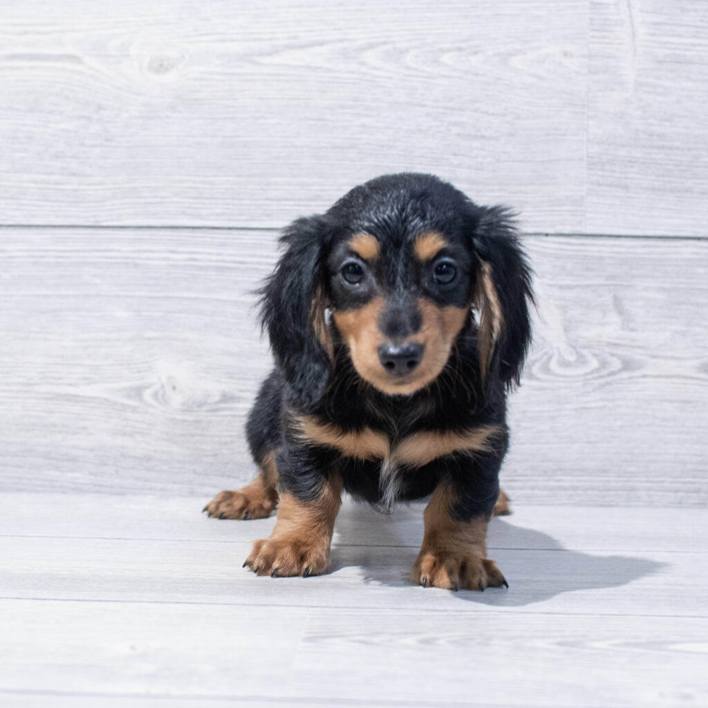 Dachshund Dog Male Black / Tan 1667 Petland Cleveland
