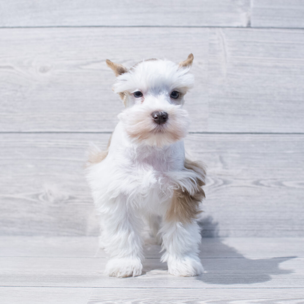 Miniature Schnauzer Dog Female Red Merle / White 1666 Petland Cleveland