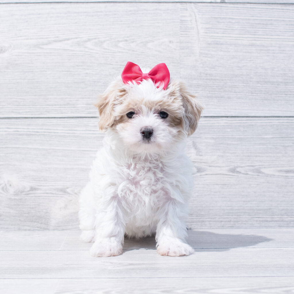 ShizaPoo Dog Female White / Red 1665 Petland Cleveland