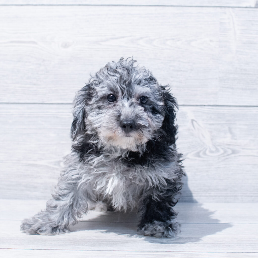 Poodle-Dog-Male---Petland Cleveland