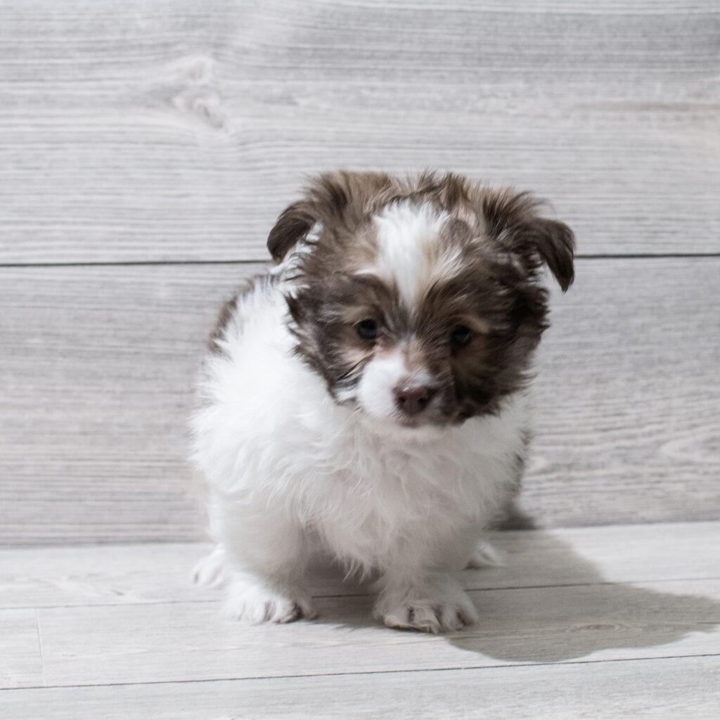 Shiranian-Dog-Male---Petland Cleveland