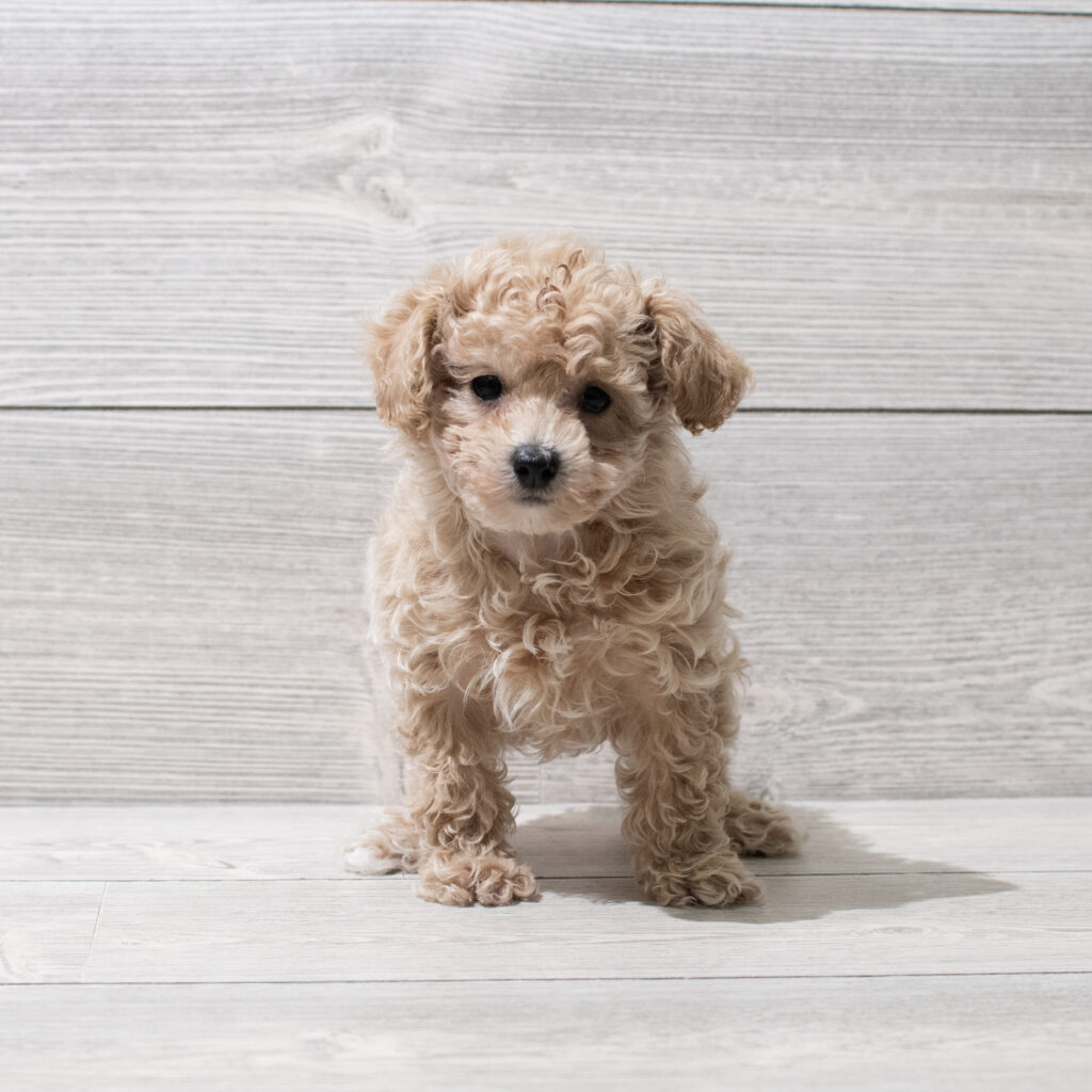Poodle Dog Male Red 4952 Petland Cleveland