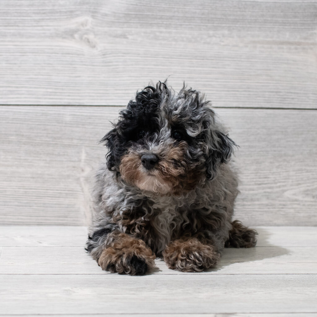 Poodle Mini Dog Male Blue Merle / Tan 4954 Petland Cleveland