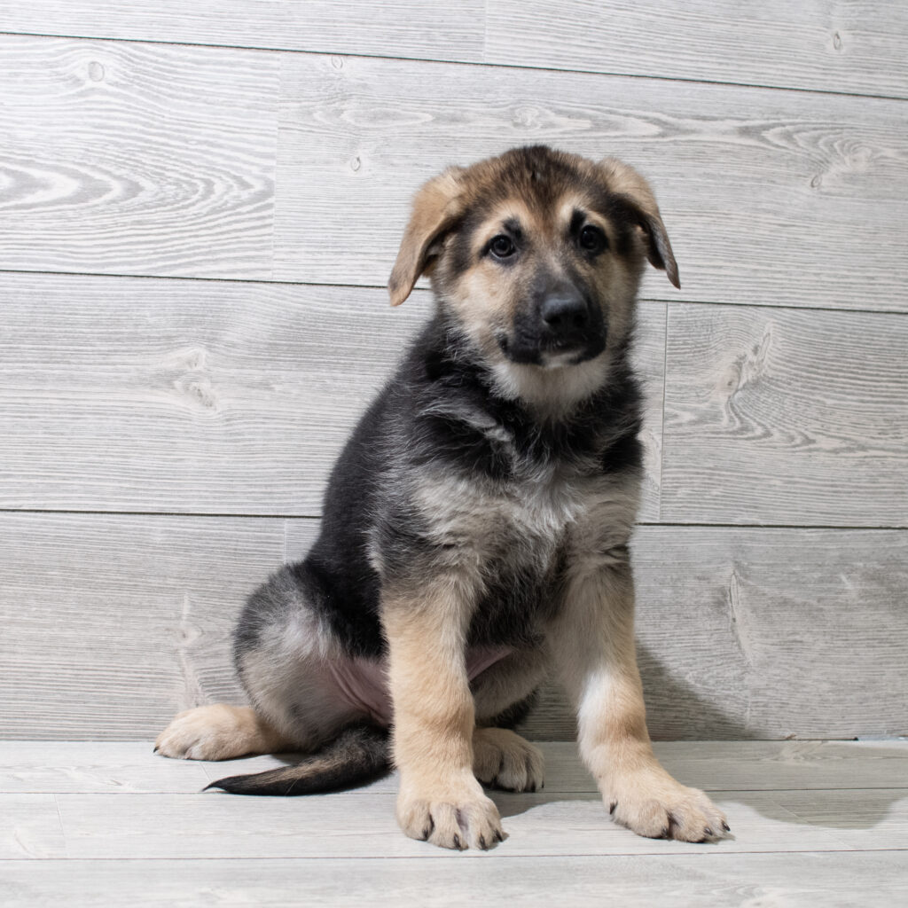 German Shepherd Dog-Dog-Female---Petland Cleveland