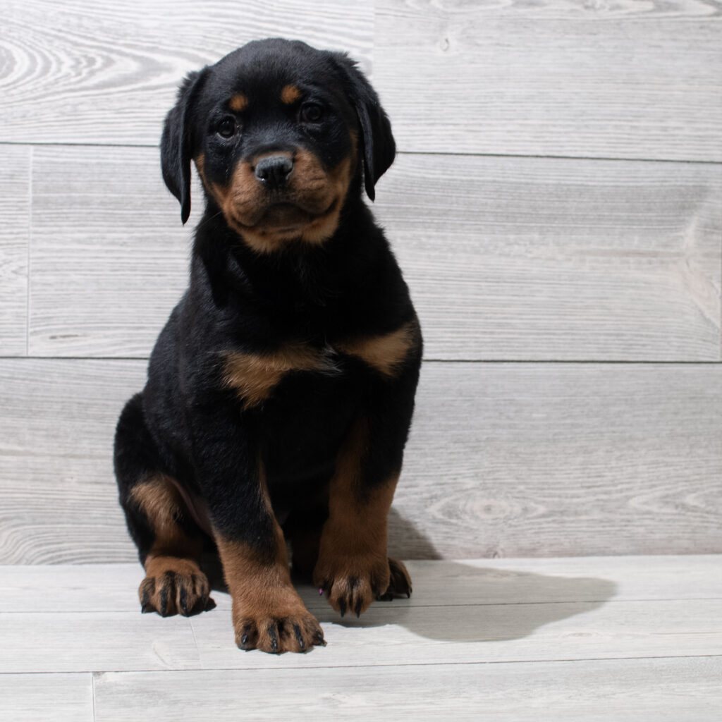 Rottweiler Dog Female Black / Tan 4959 Petland Cleveland