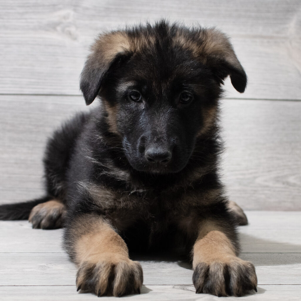 German Shepherd Dog Dog Female Black / Tan 4961 Petland Cleveland