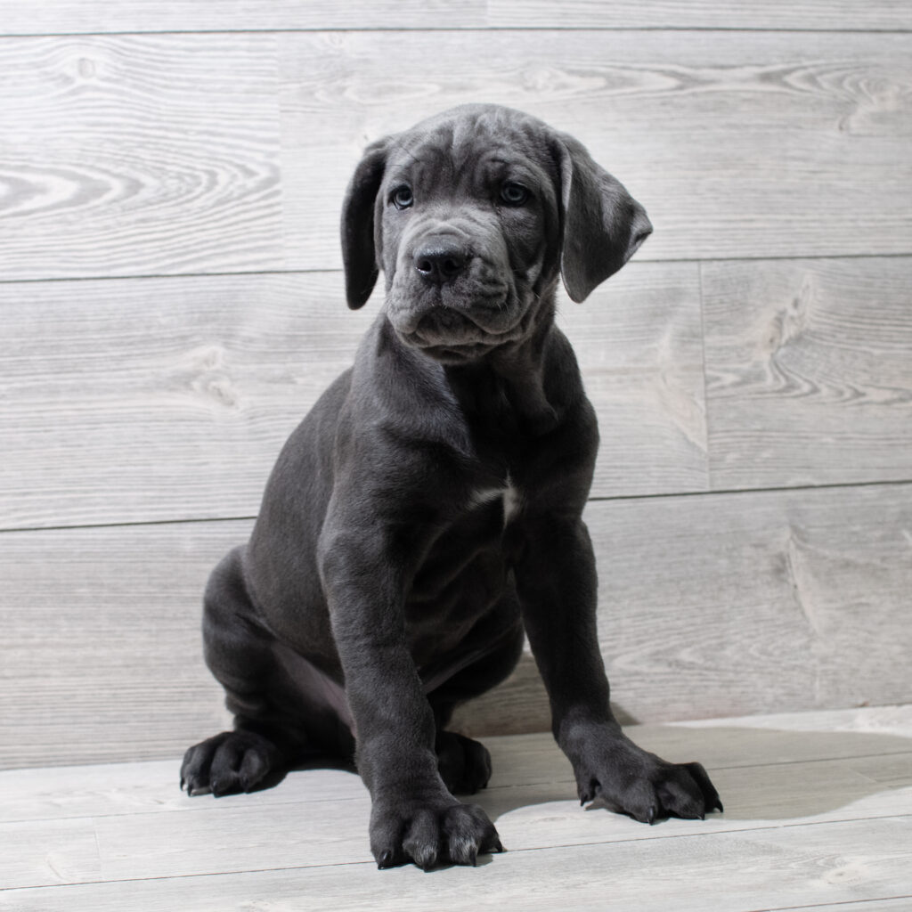 Cane Corso Dog Male Blue 4960 Petland Cleveland