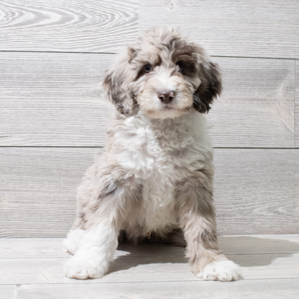 Bernedoodle Mini-Dog-Male---Petland Cleveland