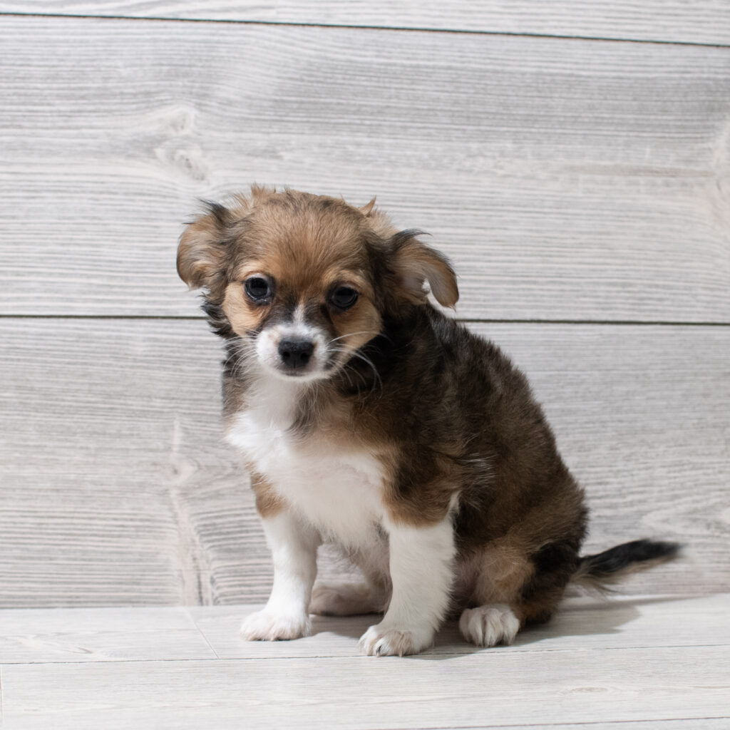 Chihuahua Dog Male Dark Sable 4956 Petland Cleveland