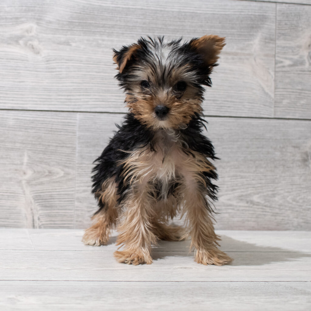Yorkshire Terrier Dog Male Black / Tan 4958 Petland Cleveland