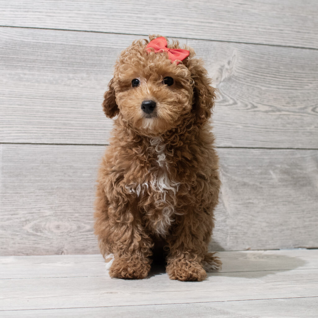 Poodle Dog Female Red 4948 Petland Cleveland