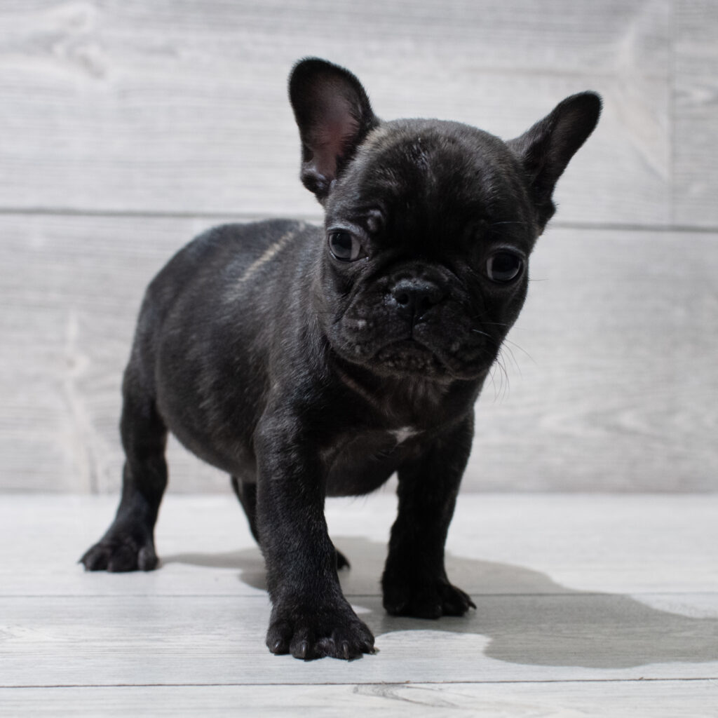 French Bulldog Dog Male Brindle 4946 Petland Cleveland