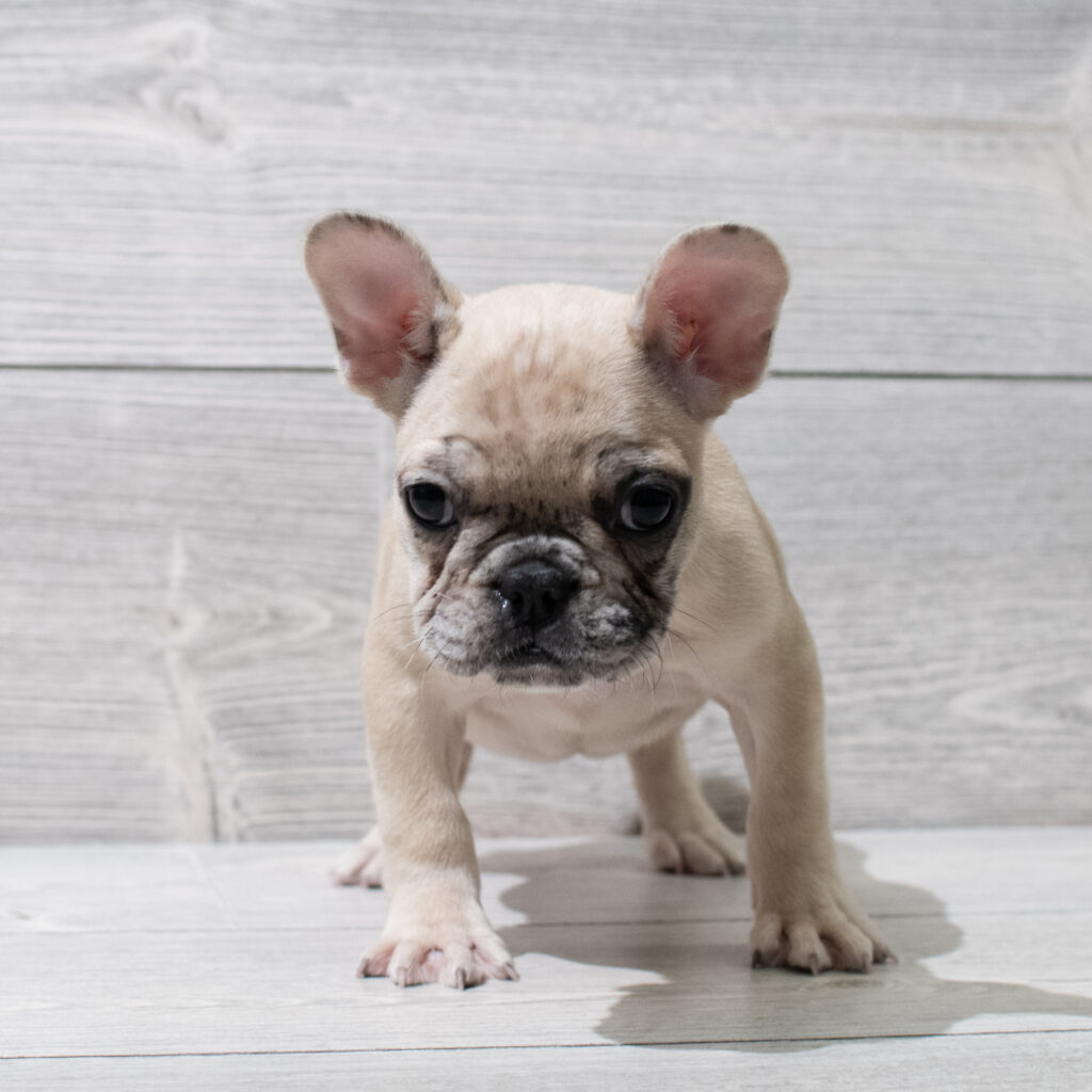 French Bulldog-Dog-Female---Petland Cleveland