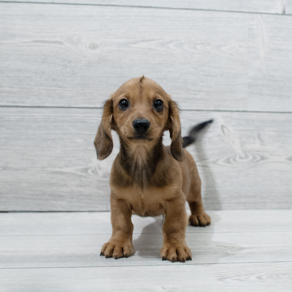 Dachshund Dog Male Sable 4968 Petland Cleveland