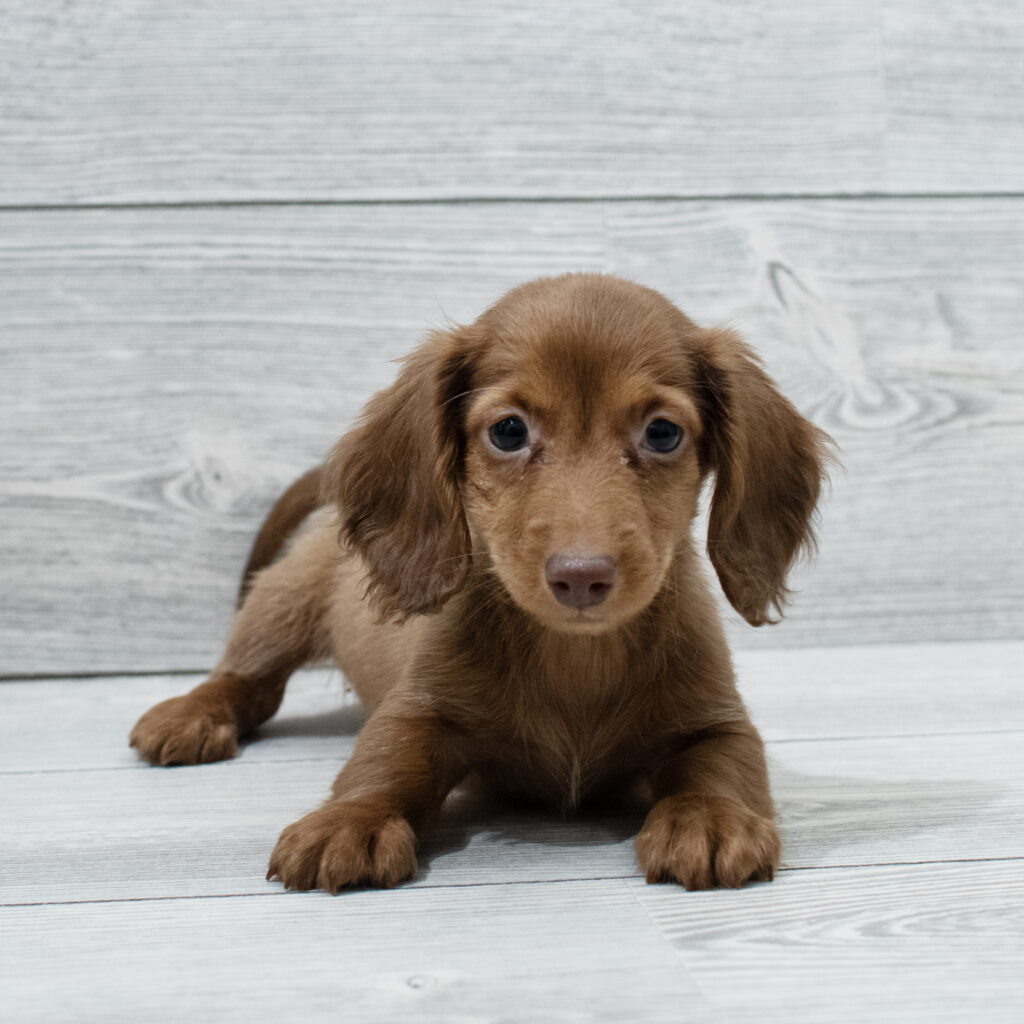 Dachshund Dog Male Red 4970 Petland Cleveland