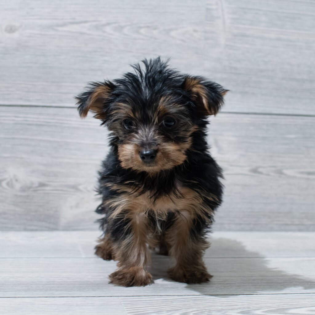 Yorkshire Terrier Dog Female Black / Tan 4971 Petland Cleveland