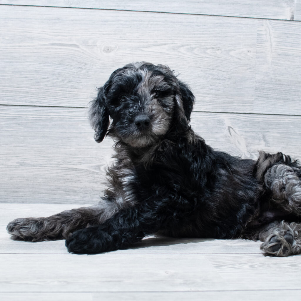 Goldendoodle Mini F1b Dog Male Blue Merle 4965 Petland Cleveland