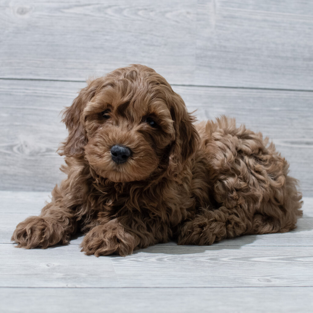 Goldendoodle Mini 2nd Gen Dog Male Red 4966 Petland Cleveland