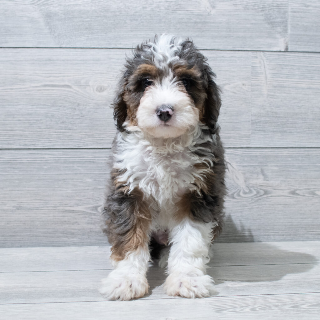 Bernedoodle Mini Dog Male Blue Merle / Tan 4964 Petland Cleveland