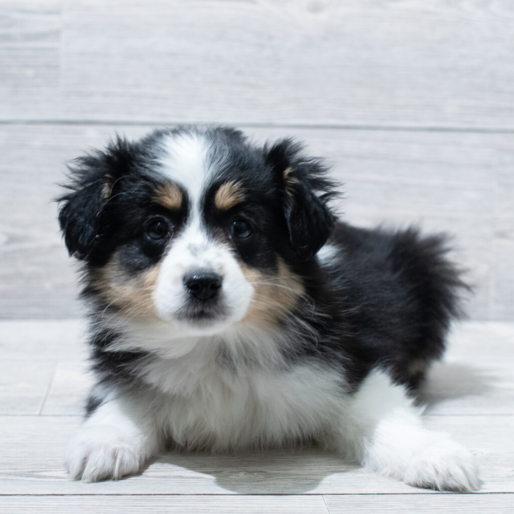 Miniature Australian Shepherd-Dog-Female---Petland Cleveland