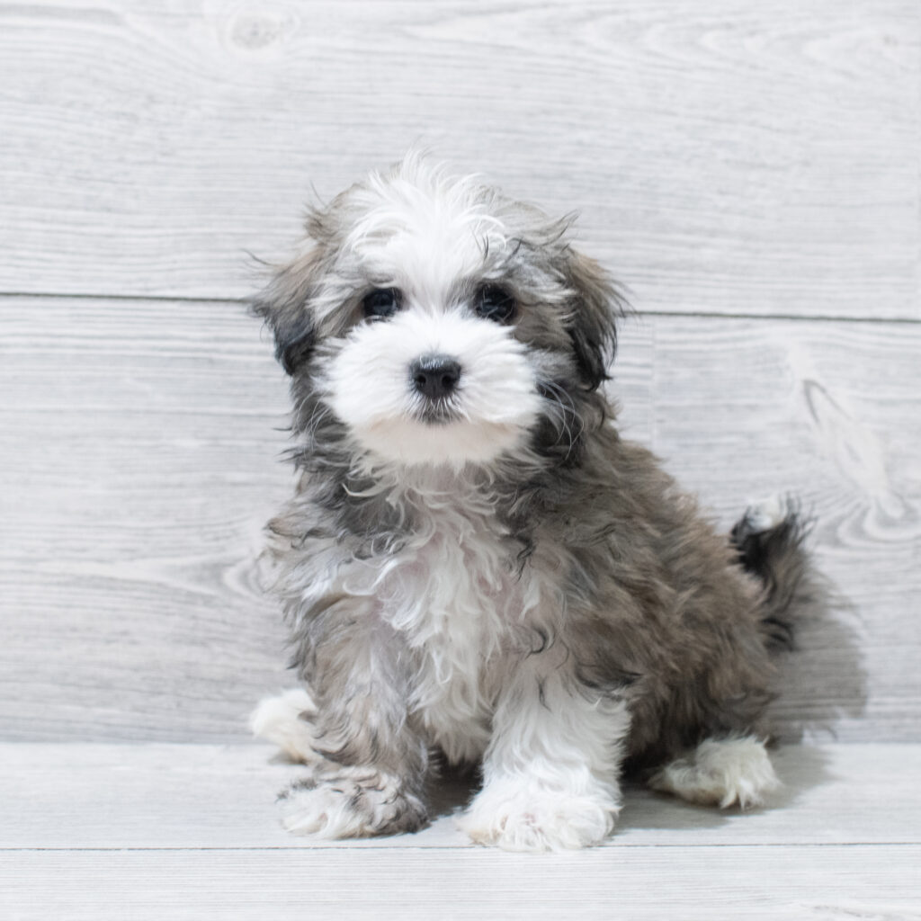 Havanese Dog Female Brown 4975 Petland Cleveland