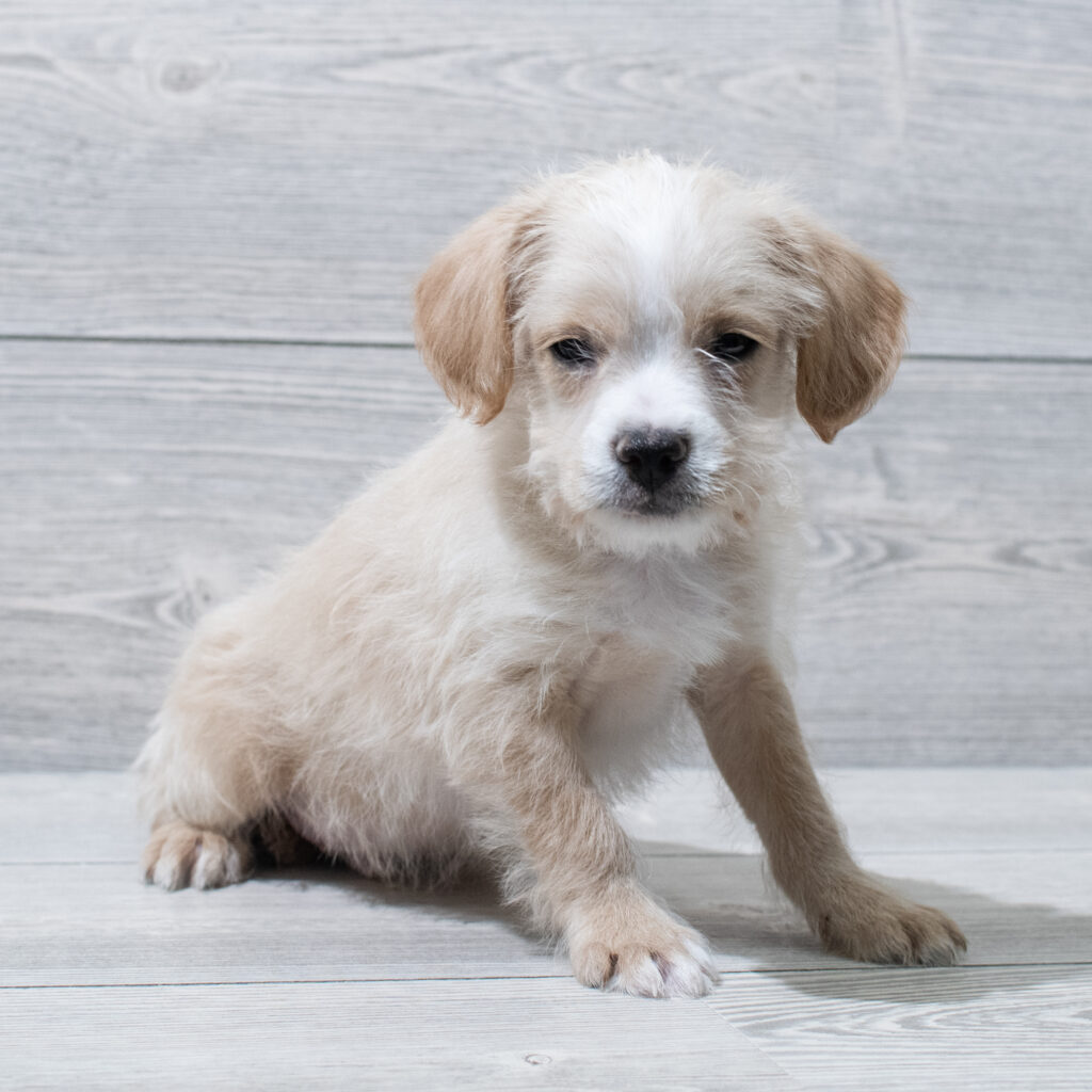 Mix Dog Male Tan/White 4972 Petland Cleveland