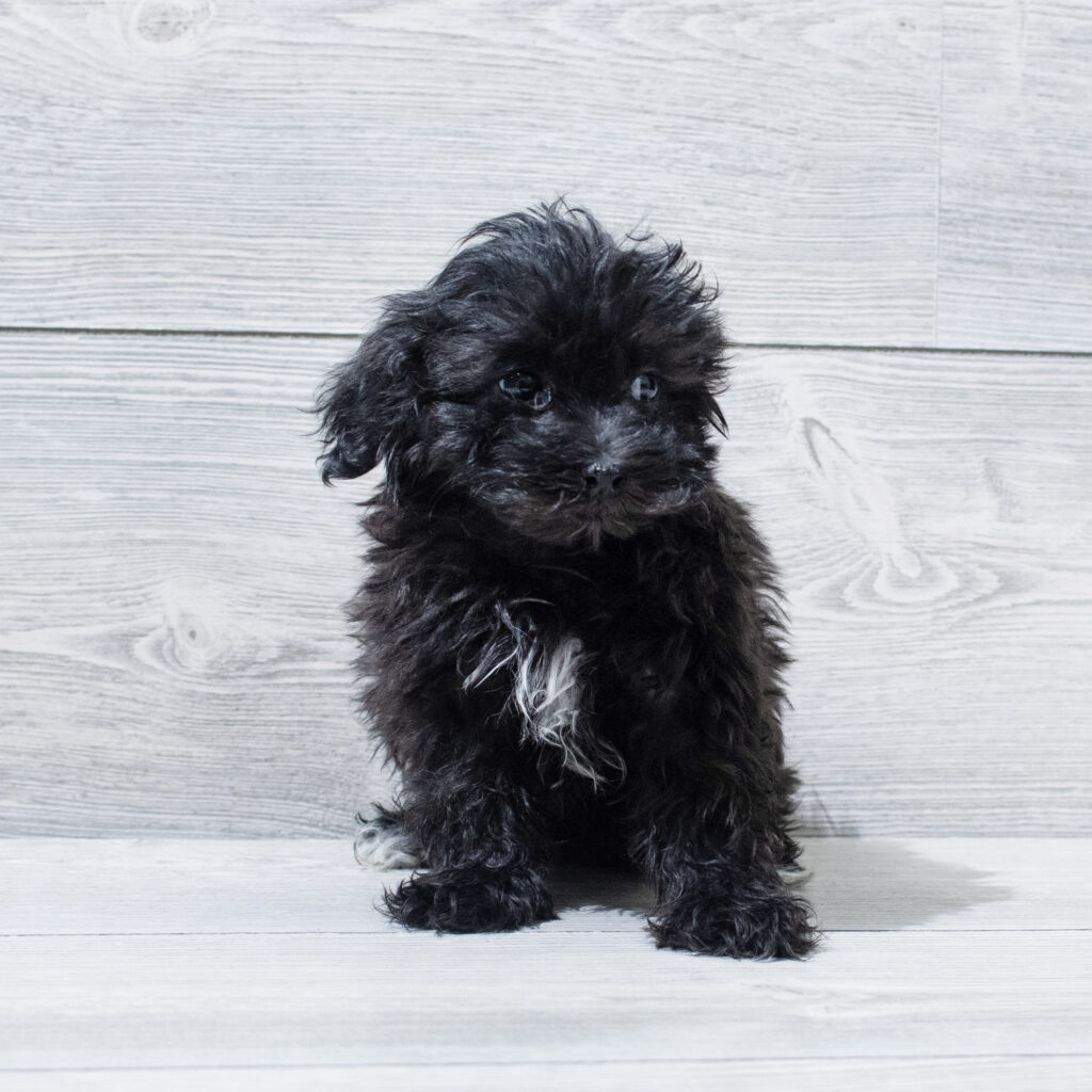 Havapoo Dog Male Black 4974 Petland Cleveland