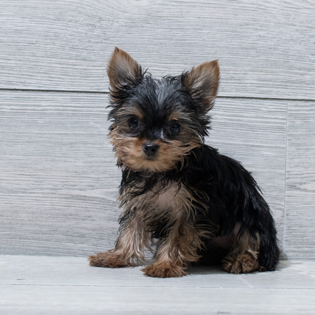 Yorkshire Terrier Dog Female Black/Tan 4976 Petland Cleveland