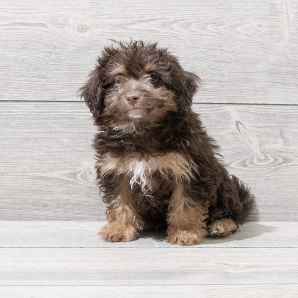 Havapoo-Dog-Male---Petland Cleveland