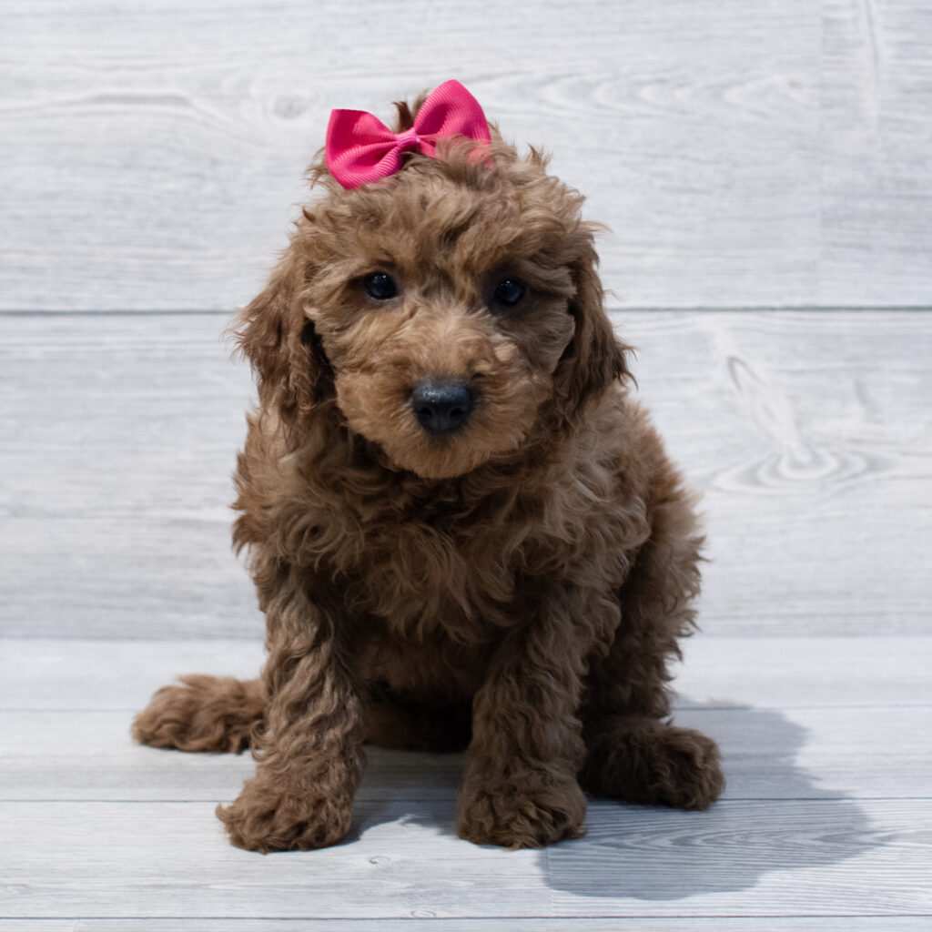 Goldendoodle Mini 2nd Gen Dog Female Red 1673 Petland Cleveland