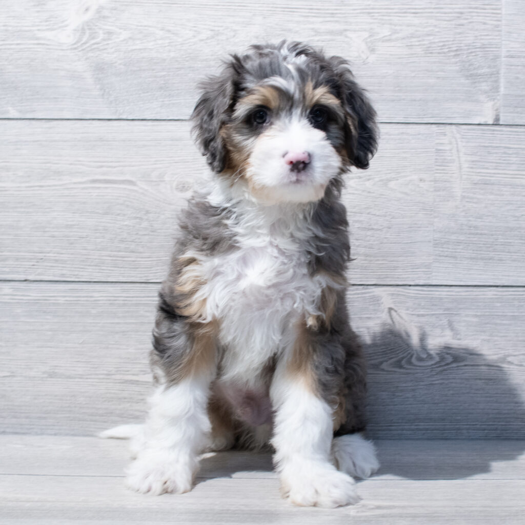 Bernedoodle Mini Dog Male Blue Merle / Tan 1675 Petland Cleveland