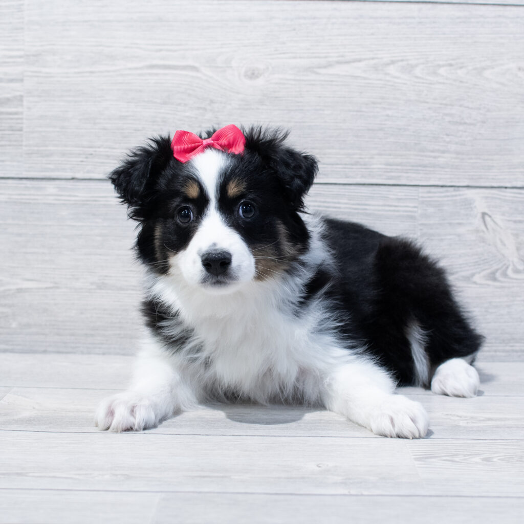 Miniature Australian Shepherd Dog Female Black/White 1674 Petland Cleveland