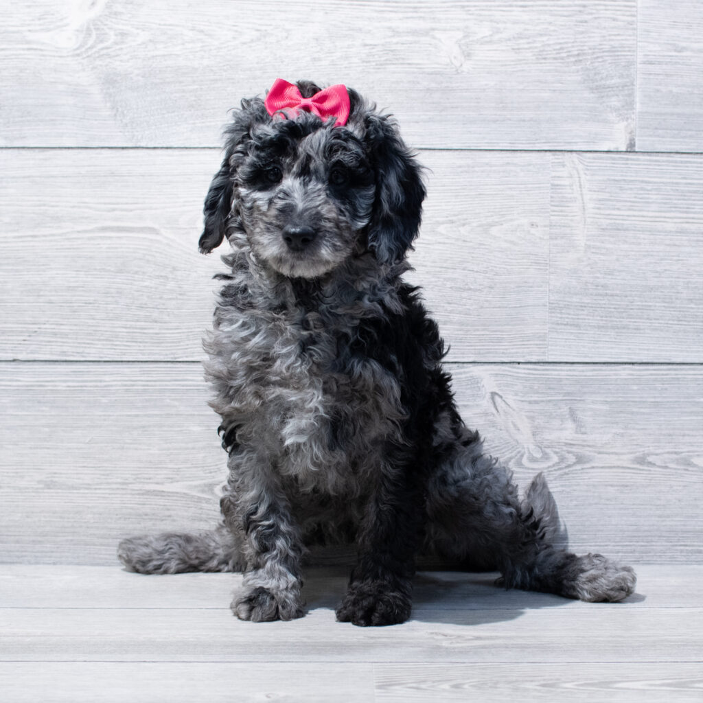 Goldendoodle Mini F1b Dog Female Blue Merle 1676 Petland Cleveland