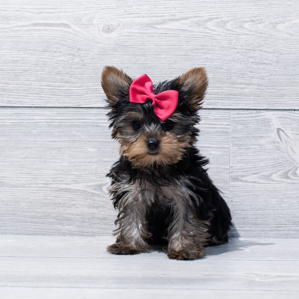 Yorkshire Terrier Dog Female Black/Tan 1679 Petland Cleveland
