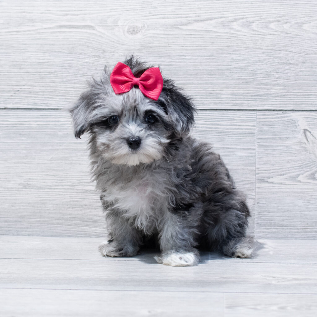 Havapoo Dog Female Blue Merle 1678 Petland Cleveland