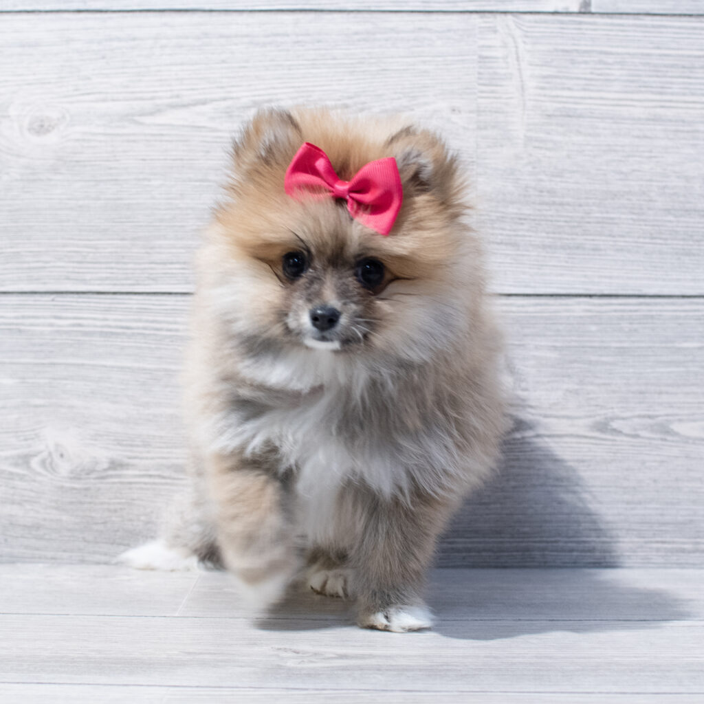 Pomeranian Dog Female Sable 1672 Petland Cleveland