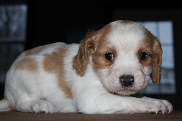 Cavachon (M) 4986 Image #2
