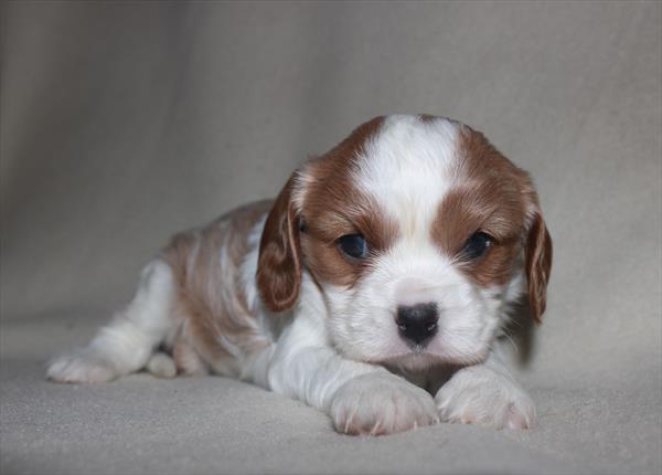 Cavalier King Charles Spaniel (M) 4989 Image #2