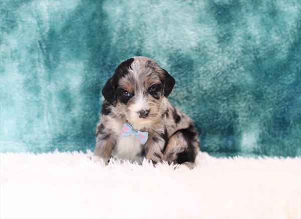 Bernedoodle Mini 2nd Gen (M) 1700 Image #2