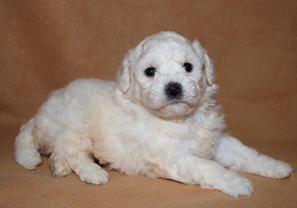 Bichon Frise (M) 1703 Image #2