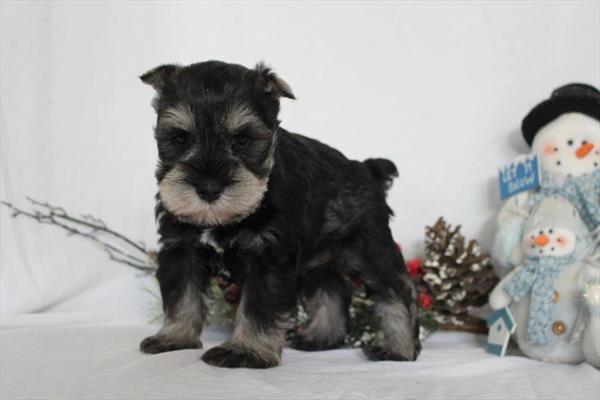 Miniature Schnauzer (M) 4988 Image #2