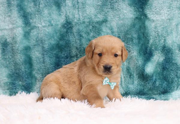 Golden Retriever (M) 1707 Image #2