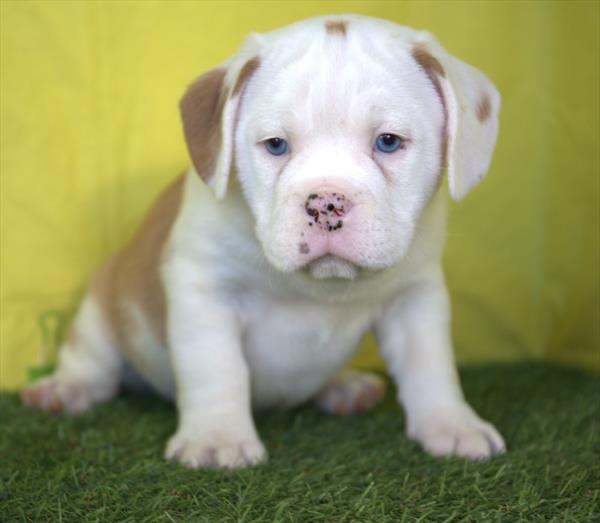 Mini Bullies (M-N) 4992 Image #2