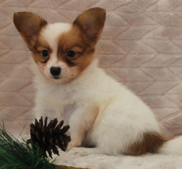 Papillon (M) 1688 Image #2