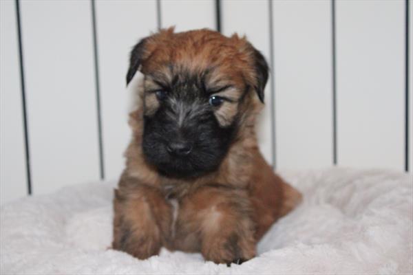 Soft Coated Wheaten Terrier (M) 1699 Image #2
