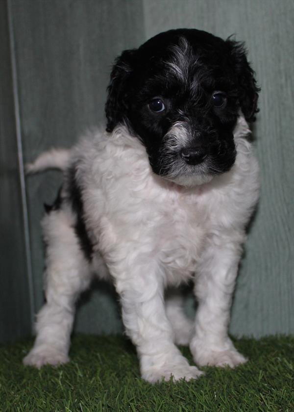 Goldendoodle Mini 2nd Gen (F) 5012 Image #2
