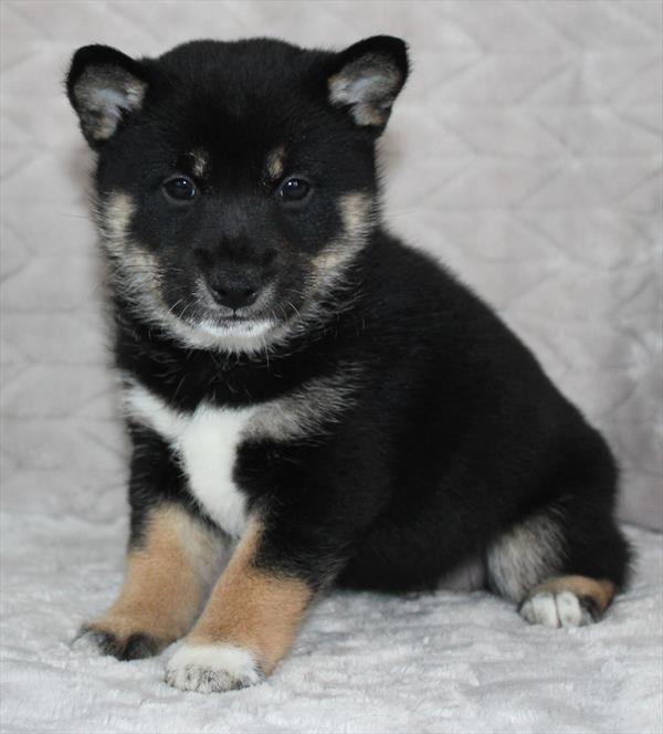 Shiba Inu (F) 5011 Image #2