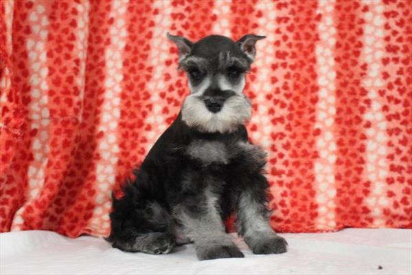 Miniature Schnauzer (M) 4998 Image #2