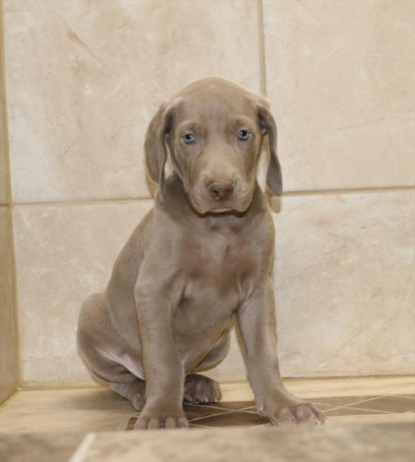 Weimaraner (M) 5002 Image #2